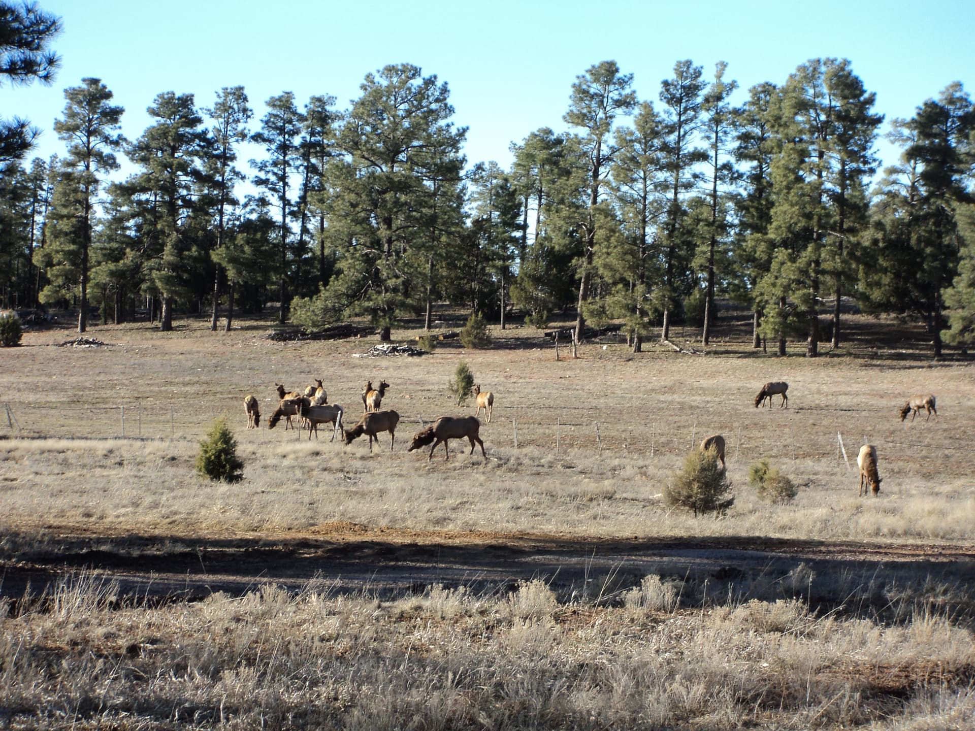 Vernon AZ Rural Digital Marketing - Agricultural SEO & Ranch Marketing - Call 928-892-5233